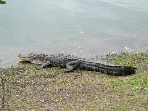 Alligator auf Hilton Head Island, South Carolina, USA