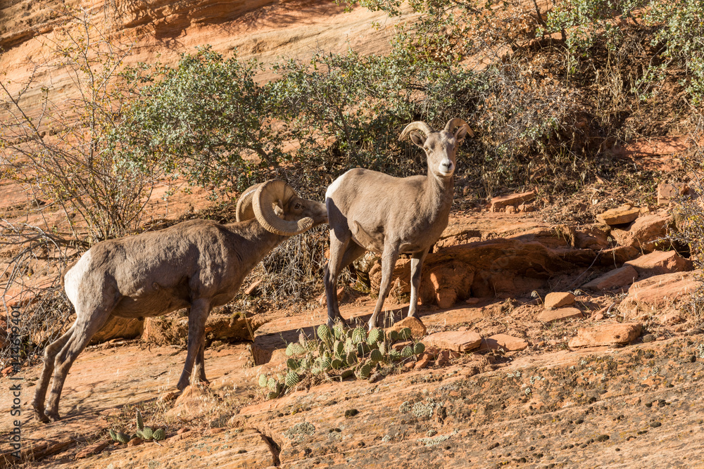 Rutting Desert Bighorn Sheep Rutting Desert Bighorn Sheep