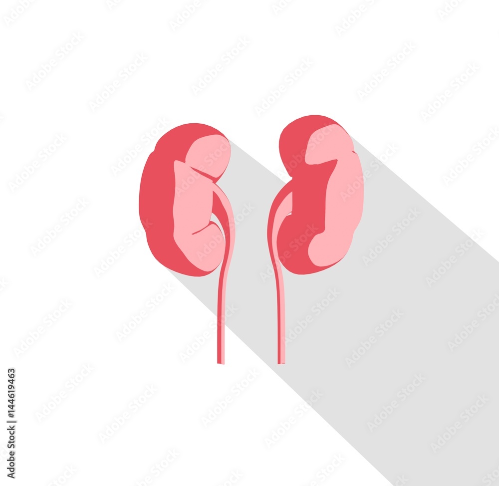 Fototapeta premium Kidneys infographic. Anatomical icon of kidneys on white background.Illustration.