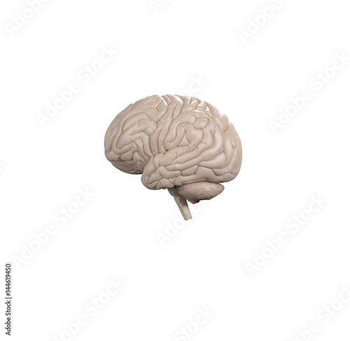 Brain infographic. Anatomical icon of brain on white background.3d Illustration.