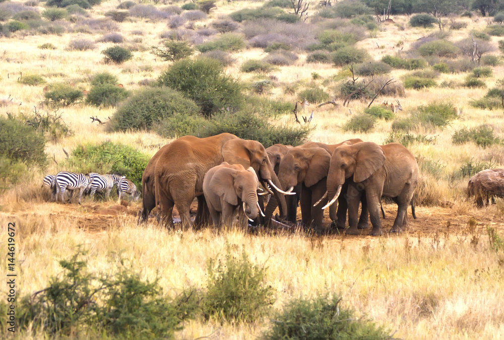 Fototapeta premium elephants and Zebra