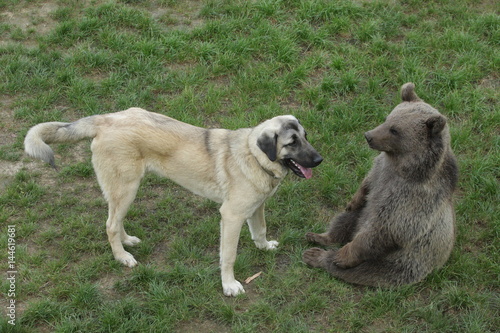 Bear and dog are friends , Friendship of a dog and a bear 