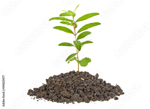 Young plant tree growing seedling in soil isolated on white background