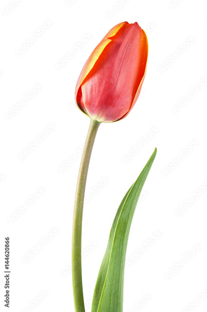 Red tulip with leave on a white background, closeup Red tulip with leave on a white background, closeup