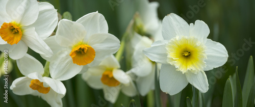 Fototapeta Naklejka Na Ścianę i Meble -  spring daffodils in the garden