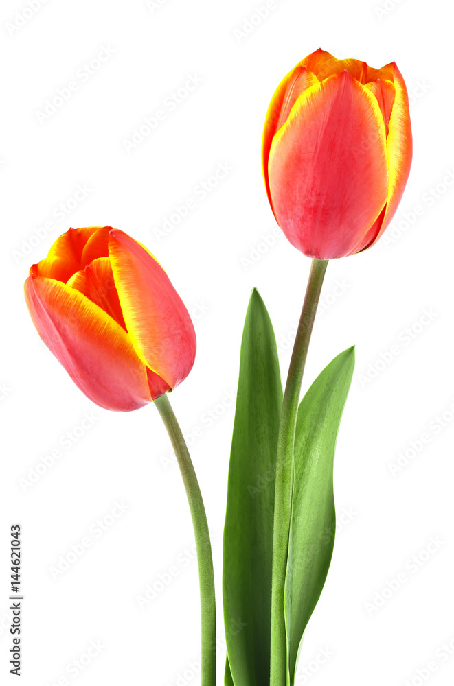 Two spring flowers. Tulips isolated on a white background. Two spring flowers. Tulips isolated on a white background.