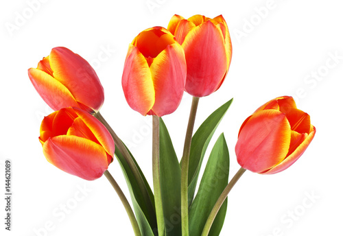 Spring bouquet. Tulips on a white background.