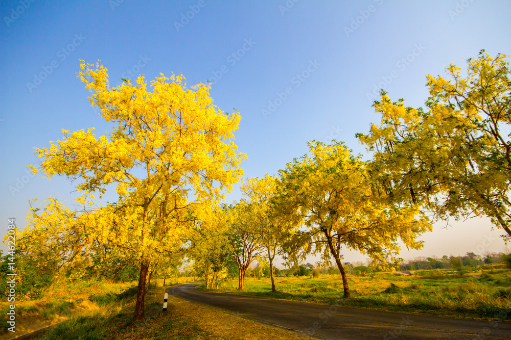 Naklejka premium Golden Shower tree in summer Thailand