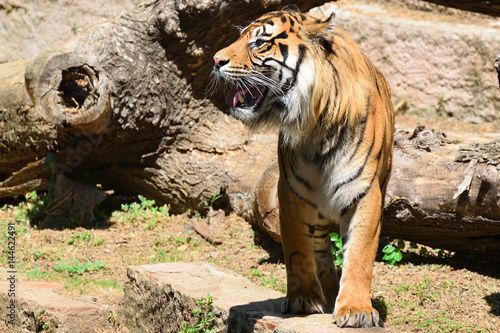 Fototapeta Naklejka Na Ścianę i Meble -  A striped male tiger roaring showing its tusks. Empty copy space for Editor's text.
