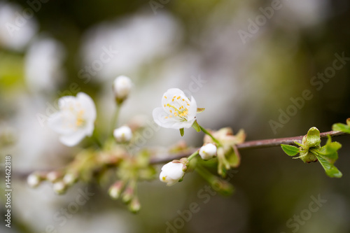 Cherry blossom in spring for background.