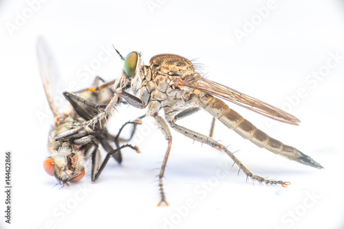 Brown Heath Robberfly (Arthropoda: Diptera: Asilidae: Machimus: Machimus cingulatus) and dead Flesh Fly (Sarcophaga crassipalpis Macquart) isolated with white background
