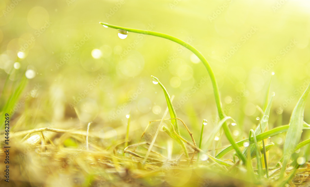 Fototapeta premium a drop of pure water