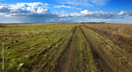 road in pine forest