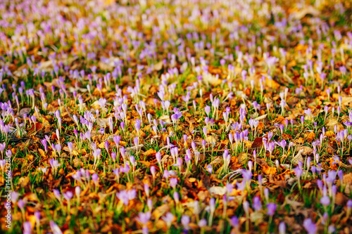 Many crocuses in dry autumn leaves. A field of crocuses in yellow leaves on the ground in the urban park of Cetinje, Montenegro.