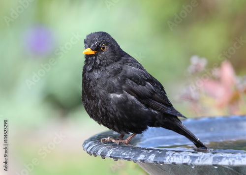 Close up of a wet Blackbird after taking a bath