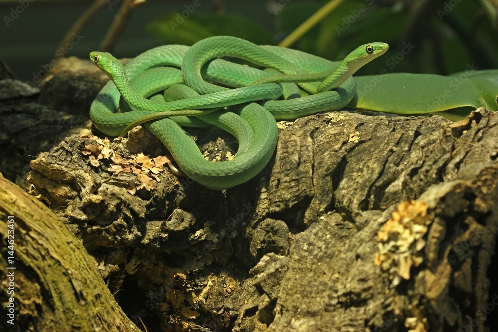 Zwei männliche Raue Grasnattern (Opheodrys aestivus) StockFoto Adobe