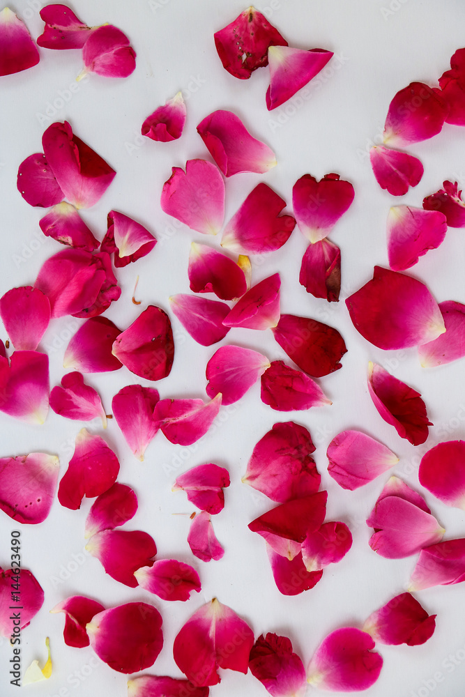 rose petals rose petals