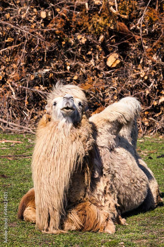 En kamel idislar i en Svensk hage