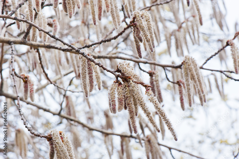 catkins on aspen in spring day