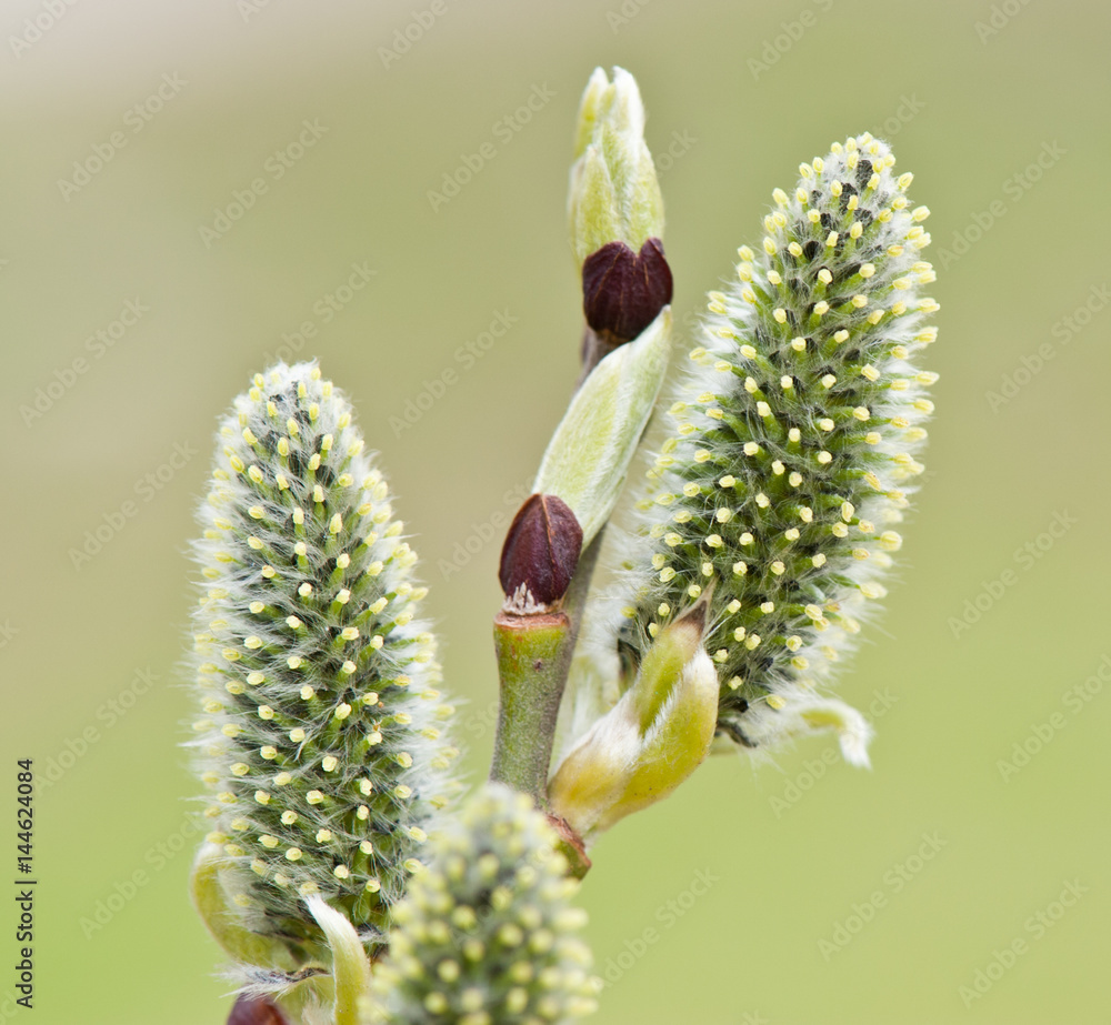 Naklejka premium willow blossoms in spring sunny day, close up