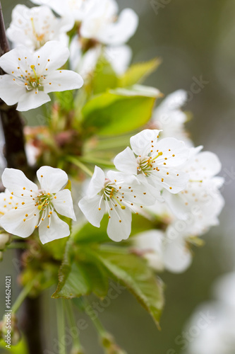Cherry blossom in spring for background.