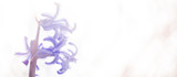 artistisk vår bakgrund med hyacint i starkt motljus och utrymme för egen text