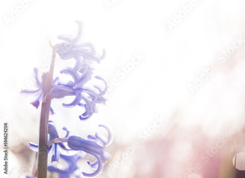 vår bakgrund lila hyasint i näbild med utrymme för egen text