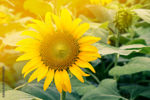 Sunflower with sun light in the field at morning time  close-up flower