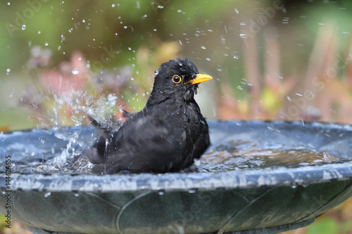 Close up of a male Blackbird enjoying a wash in a bird bath