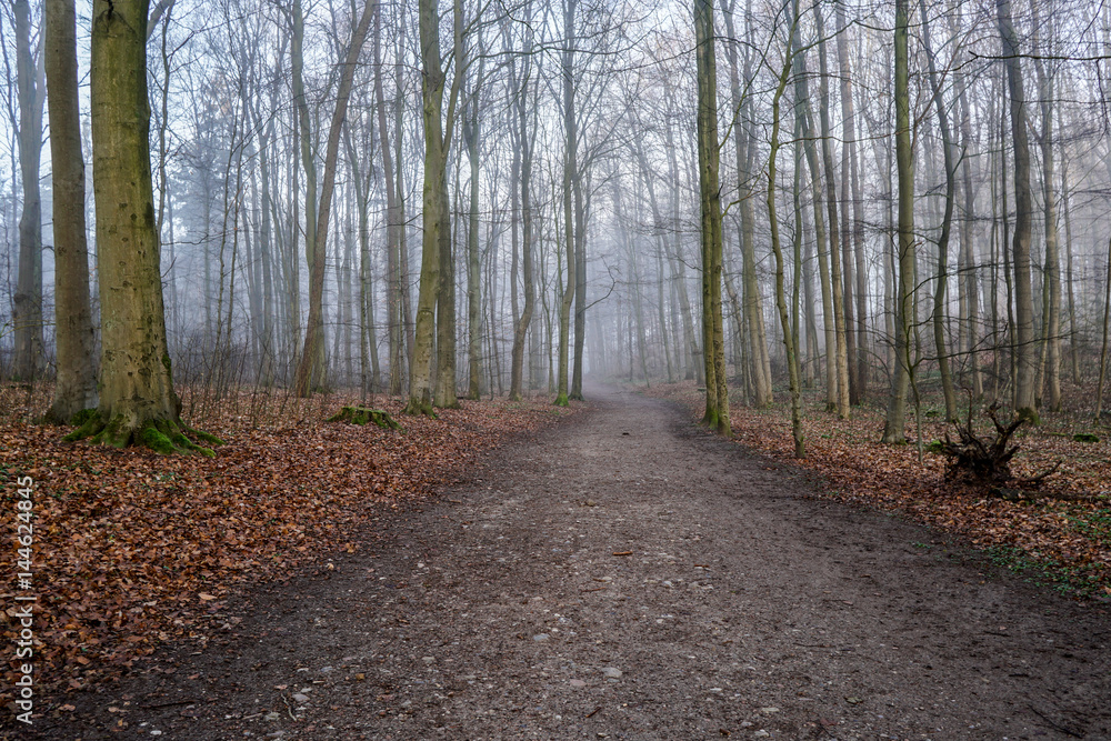 Fototapeta premium bodennebel im Frühling im Wald