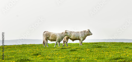 Charolais Kühe