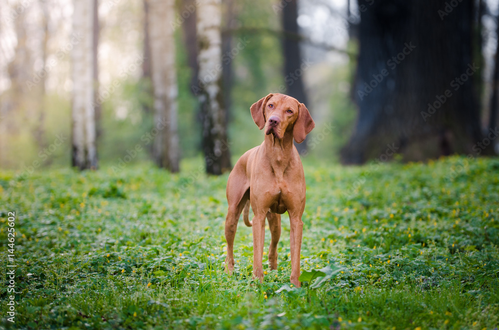 Hungarian pointer hound dog in the forrest StockFoto Adobe Stock