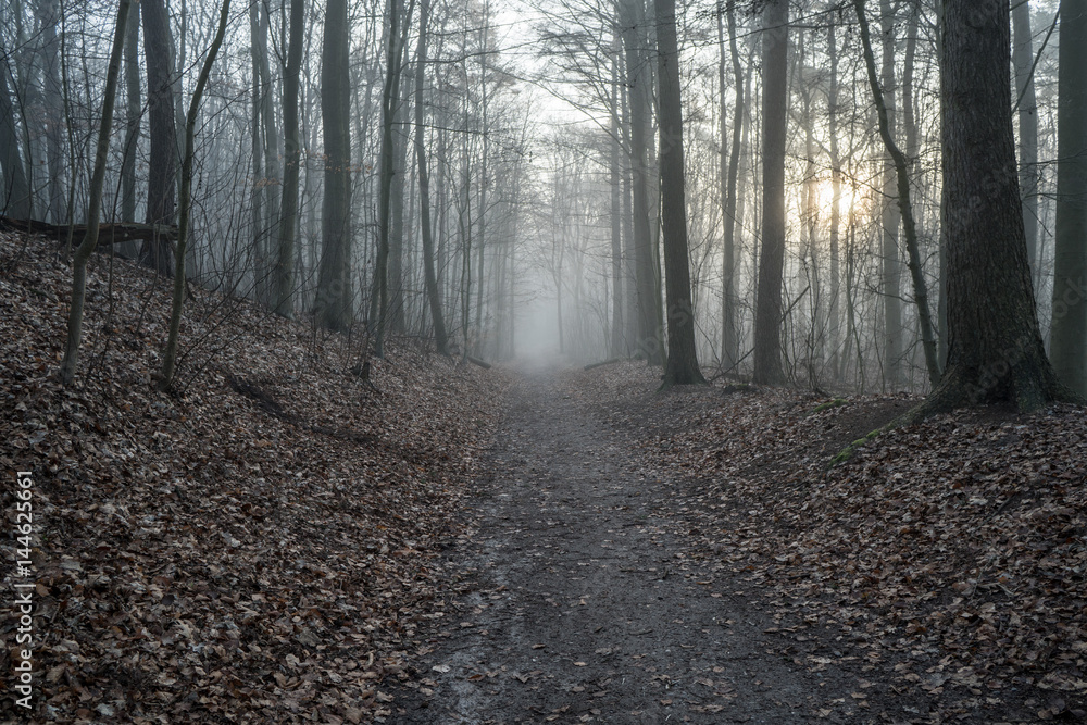 Morgenerwachen im Wald bei Nebel