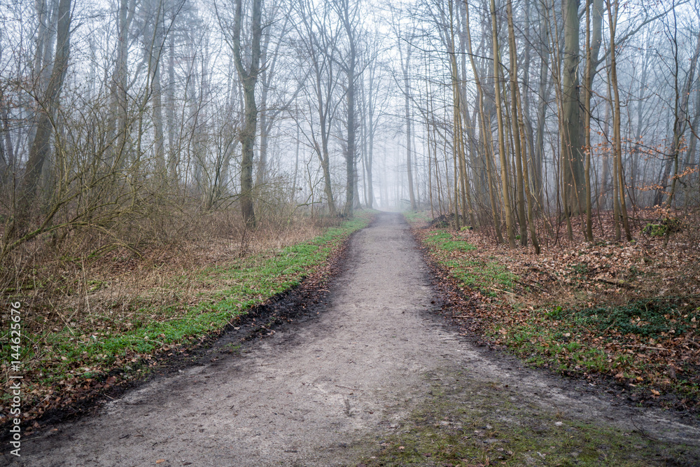 Waldweg morgens bei Nebel im frühling Waldweg morgens bei Nebel im frühling