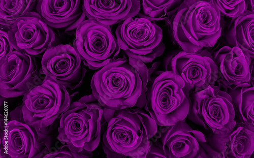 Beautiful violet roses, floral background