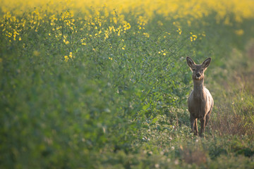 Fotobehang Ree Wilde Britse reegeit in natuur  © philscarlett.co.uk