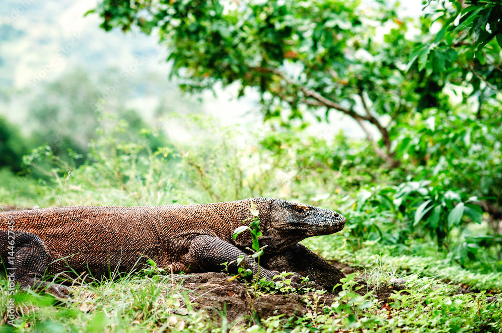 The Komodo dragon, Varanus komodoensis, the large lizard lying on a ground. Komodo National Park, Flores, Indonesia The Komodo dragon, Varanus komodoensis, the large lizard lying on a ground. Komodo National Park, Flores, Indonesia