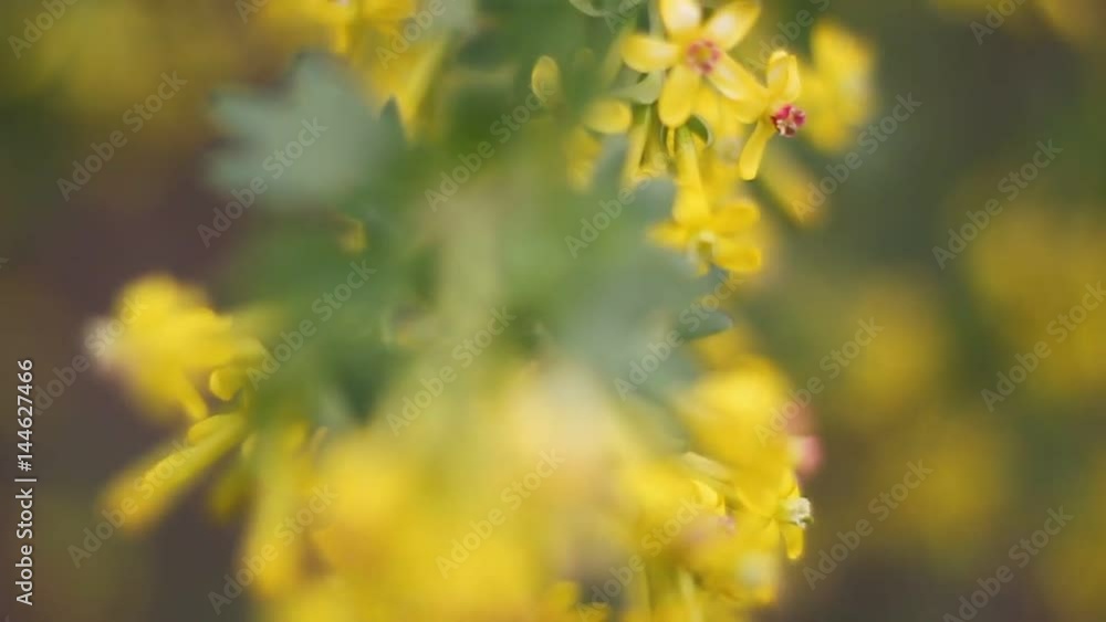 Flowers and plants. Focusing and blurring. Flowering bush of black currant. Yellow flowers. Flowers and plants. Focusing and blurring. Flowering bush of black currant. Yellow flowers.