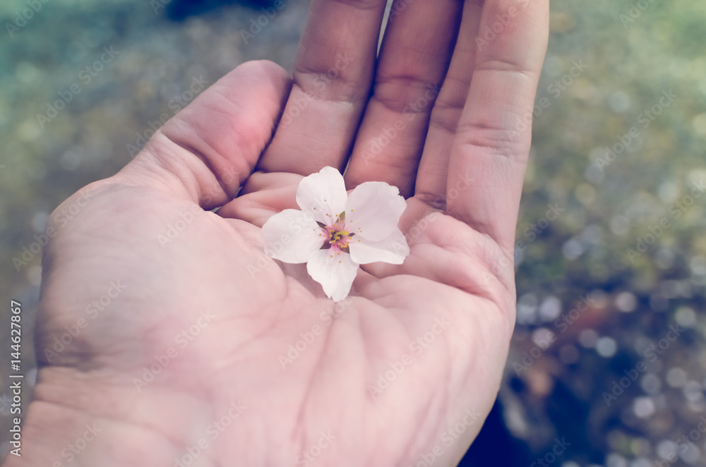 Little Beautiful Sakura Flowers in hand, Selective Focus Little Beautiful Sakura Flowers in hand, Selective Focus