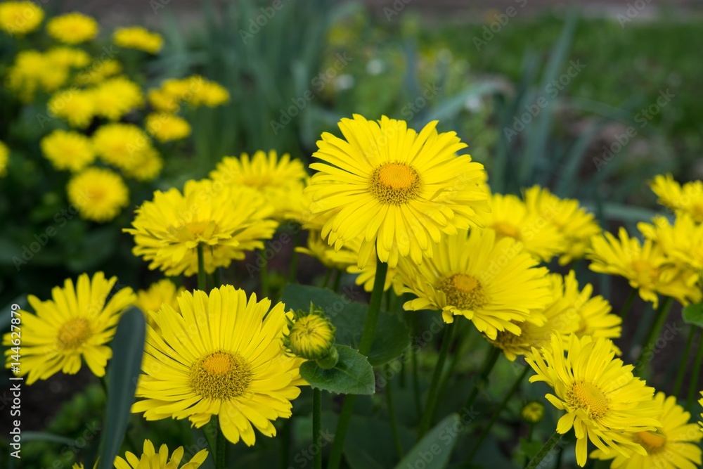 Yellow coltsfoot spring flowers. Slovakia Yellow coltsfoot spring flowers. Slovakia