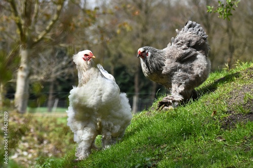 Fotografi Brahma Hennen im Auslauf