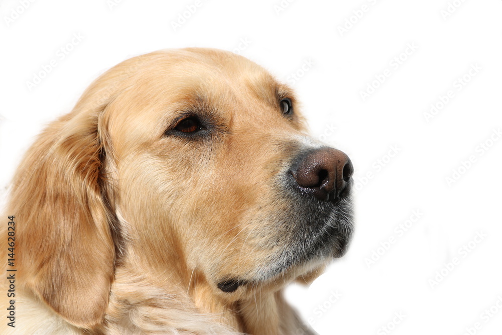 Golden Retriever Hund