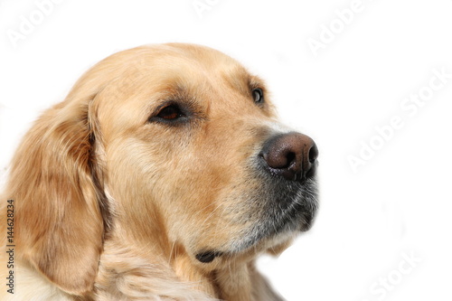 Golden Retriever Hund © Miroslav