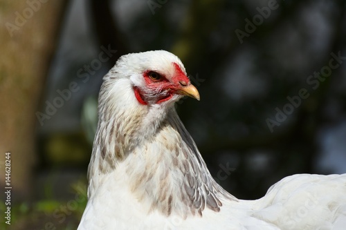 Brahma Henne Portrait