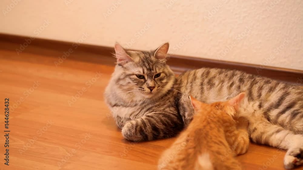Kuril Bobtail cat feeding kitten. Thoroughbred cat. Cute and funny kitten. Pet. Kuril Bobtail cat feeding kitten. Thoroughbred cat. Cute and funny kitten. Pet.