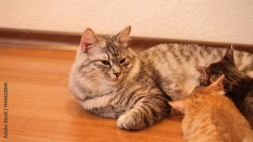 Kuril Bobtail cat feeding kittens. Thoroughbred cat. Cute and funny kitten. Pet. Kuril Bobtail cat feeding kittens. Thoroughbred cat. Cute and funny kitten. Pet.
