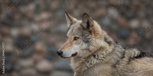 Portrait of a wolf close up