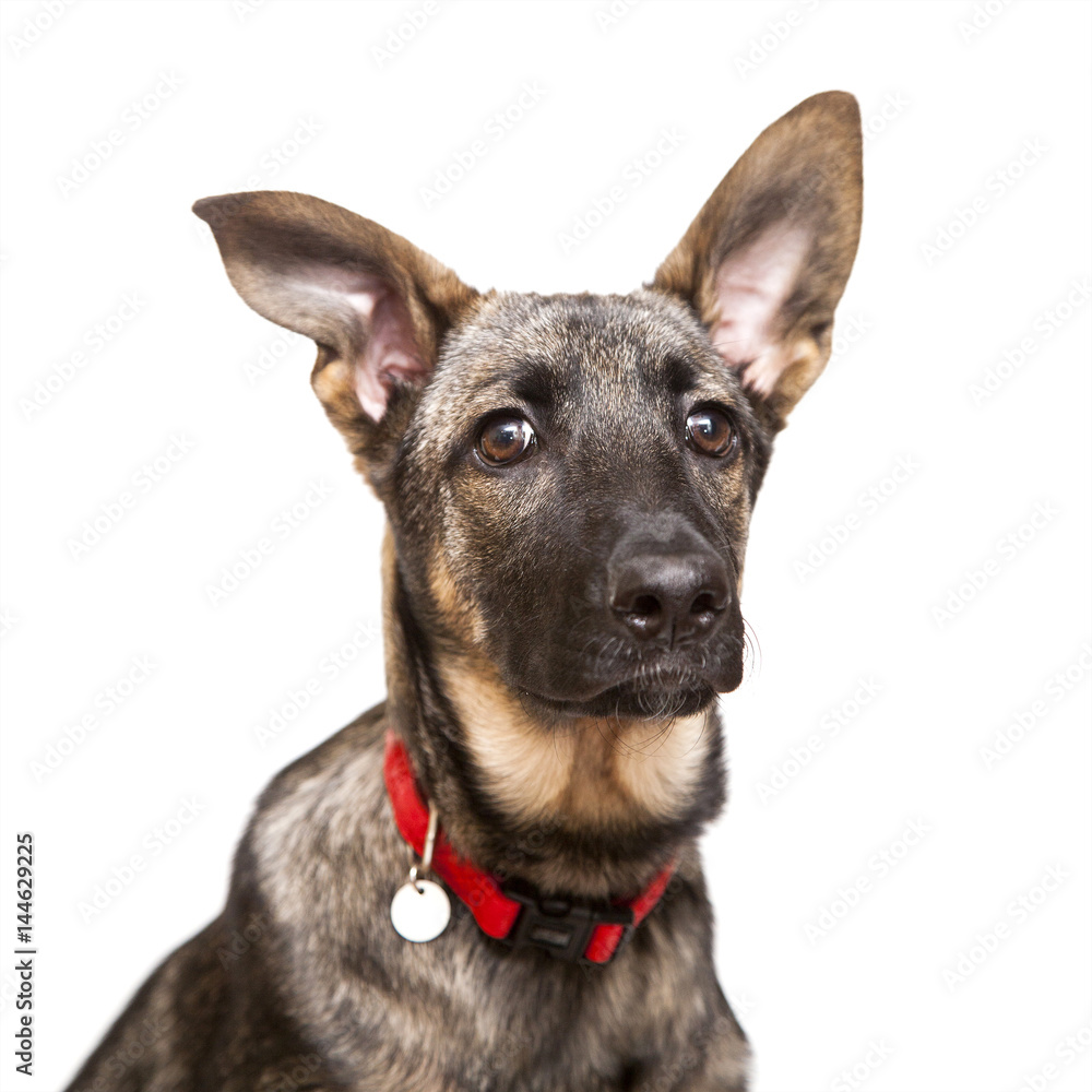 dog portrait on a white background in a red collar