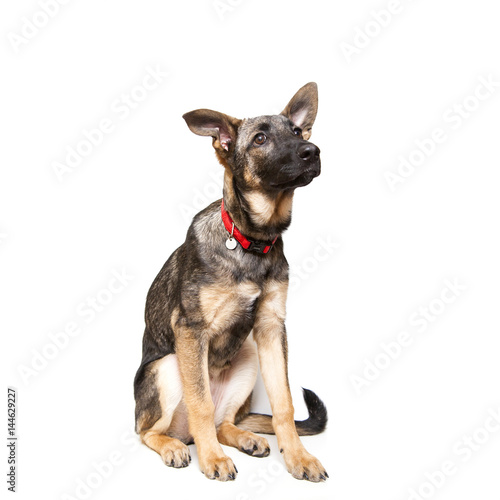 puppy shepherd on a white background looking sad in front of him