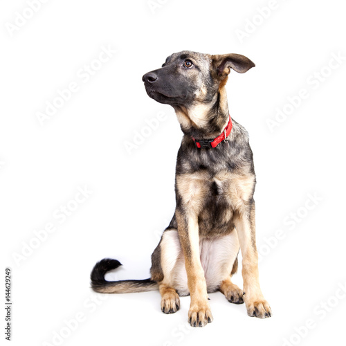 puppy shepherd on a white background in a red collar